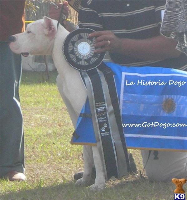 Dogo Argentino Puppies